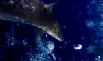Lustiges Video : Speertaucher, Thunfisch und 2 Haie
