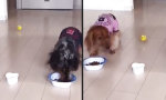 Lustiges Video : Wenn zwei fressen...