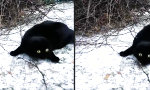 Lustiges Video - Mieze das erste mal im Schnee