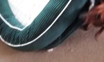 Lustiges Video - Gut durchlüftetes Hundebett