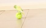 Funny Video - Sittich balanciert auf Tennisball