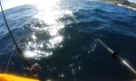 Lustiges Video : Ungebetener Besuch beim Kajak-Fischen