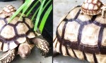 Baby-Schildkröte im Huckepack