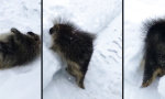 Wenn das Stachelschwein im Schnee feststeckt