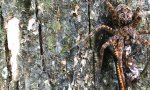 Movie : Fischspinne vernascht Schlange