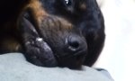 Lustiges Video : Besser du streichelst mich