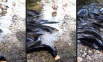 Movie : Aale und Enten kämpfen um Brot