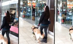Lustiges Video : Blindenhund weiß wo’s lang geht