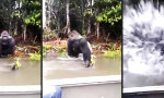 Lustiges Video : Gorilla mag keine Touristen