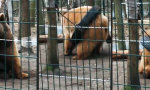 Der Grizzly und sein Reifen