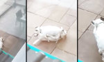 Movie : D0ggy-Style 69