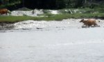 Lustiges Video - Kühe haben Spaß im Hochwasser