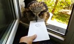 Lustiges Video - Luftpost aus Hogwarts ist da