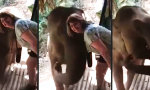 Lustiges Video - Selfie mit dem Elefanten