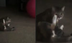 Lustiges Video - Natsi Katsi