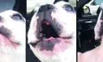 Lustiges Video : Remix: Der Opera Hund mit Begleitung