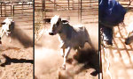 Funny Video : Cowboys unerwünscht!