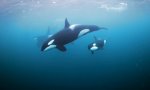 Lustiges Video : Allein unter Orcas