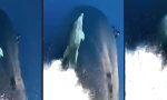 Movie : Delphin reitet auf Bugwelle