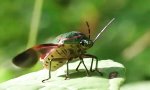 Lustiges Video : Flugingenieur: Mutter Natur