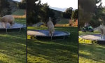 Lustiges Video - Springbock