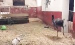 Movie : Flauschiges Ungeheuer!