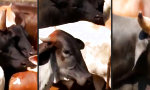 Lustiges Video - Next-Gen Stier