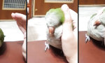 Lustiges Video : Schmusevogel