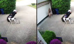 Funny Video : Mutter mangelt’s an Rundumsicht
