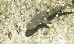Lustiges Video : Zitronenhaie unterwegs in glasklarem Wasser