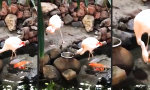 Lustiges Video : Fürsorgliche Flamingos