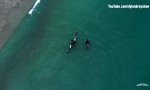 Funny Video : Orca-Familie schwimmt ein Stückchen mit