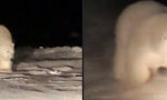Lustiges Video : Eisbären-Besuch