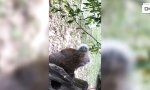 Eichhörnchen hat Problem mit seinen Nüssen