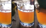 Lustiges Video : Wieder mal zu tief ins Glas geschaut
