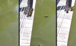 Lustiges Video - Hopps, ab ins Wasser!