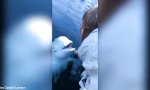 Funny Video - Beluga-Wal bringt Handy aus der Tiefe zurück