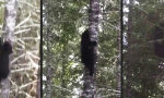 Guter Tipp: Wenn dich ein Bär verfolgt, kletter auf einen Baum...