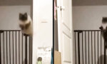Funny Video : Eleganter Katzensprung
