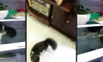 Lustiges Video : Cool Cat