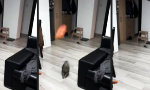 Movie : Feline Luftabwehr
