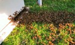 Bienen Umzug
