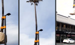 Movie : Freiluft-Palme