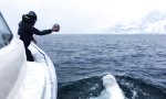 Lustiges Video : Belugas wieder...
