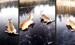Lustiges Video - Das Wild vom Eis schubsen