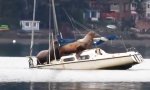 Movie : Seelöwen belagern Boot