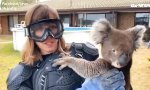 Lustiges Video - Drop Bear Schutzausrüstung