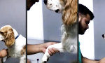 Lustiges Video - Good boy!