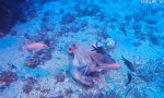 Lustiges Video : Zwist unter Octopussies