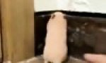 Lustiges Video : Schreckhafter Hamster